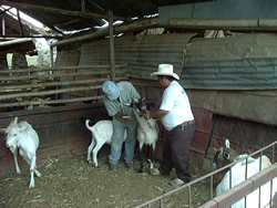 Livestock Management